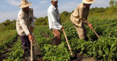 Stire din Economie : Cum puteți reduce norma de venit agricol, dacă ați fost păgubit de natură
