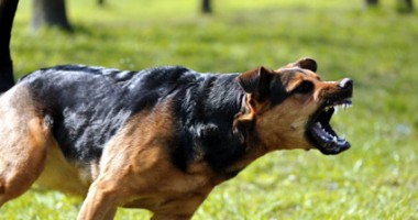 Stire din Sănătate : Cum se îngrijește mușcătura de câine
