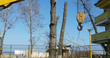 Stire din Social : "Curățăm Constanța noastră!". Plantări  de copaci, astăzi,  în Parcul Tăbăcărie