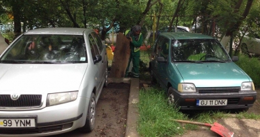 "Curățăm Constanța noastră". Arborii din cartierele Tomis II și Tomis III, tăiați și toaletați - 6
