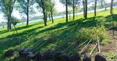 Stire din Social : "Curățăm Constanța noastră". Sute de copaci plantați de elevi și voluntari, în Parcul Tăbăcărie