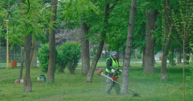 "Curățăm Constanța noastră". Arborii din cartierele Tomis II și Tomis III, tăiați și toaletați - 3