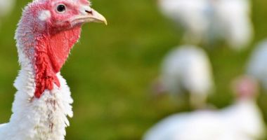 Stire din Social : ANSVSA. Un al doilea focar secundar de gripă aviară a fost confirmat pe platforma zootehnică din Codlea, Braşov