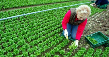 Stire din Economie : Curs de agricultură ecologică,  organizat de CCINA la Constanța