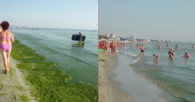 Stire din Diverse : Atenție ce sector de plajă alegeți! Algele fac diferența