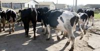 Stire din Economie : 101,6 milioane de euro pentru crescătorii de animale, în 2010