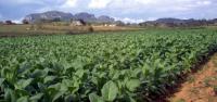 Tutunul a ajuns cea mai exportată marfă a României