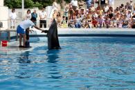 Stire din Eveniment : Cele trei vedete ale Delfinariului au dat prima reprezentație cu public