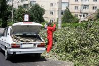 Stire din Cetățenești : Cu drujbele la căsăpit copacii Constanței!
