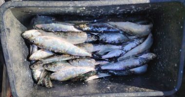 Stire din Eveniment : Braconaj în Delta Dunării! 50 de kilograme de pește capturat ilegal au fost descoperite de polițiști