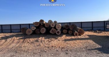Stire din Eveniment : Transport neavizat de lemne, identificat de polițiști la Tuzla