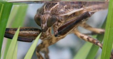 Stire din Diverse : VIDEO: Cea mai mare insectă de apă din Europa suprinsă în timp ce devora un pește