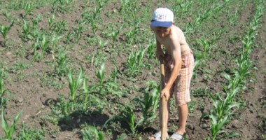 Stire din Cetățenești : "Dacă nu-l pun la muncă  de mic, ce-o să ajungă?"