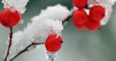Ninge slab la Constanța