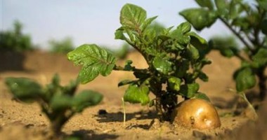 Depunerea cererilor de ajutor pentru agricultura ecologică, pe ultima sută de metri