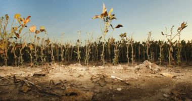 PSD: Guvernul trebuie să ia măsuri pentru contracararea secetei