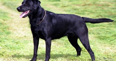 Stire din Fun : Labrador salvat de medici după ce a înghițit... decorațiuni de Crăciun