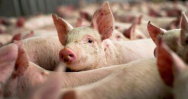 Eutanasieri în masă! Pesta porcină face ravagii