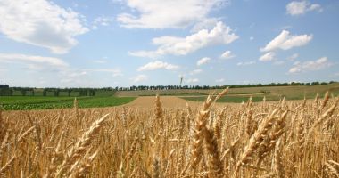 Stire din Economie : Egiptenii ne cumpără grâul. Vezi prețul stabilit la licitație!