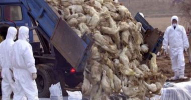 Stire din Economie : Gripă aviară în Polonia. Vezi ce solicită crescătorii români!