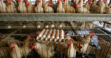 Stire din Economie : Crescătorii ne liniștesc: NU AU AJUNS LA COMERCIALIZARE!