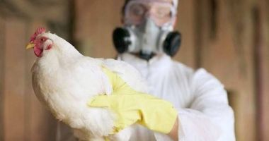 Stire din Eveniment : Focarul de gripă aviară din Maramureș, izolat