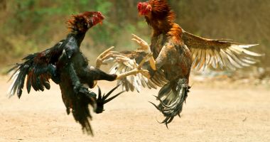 Stire din Eveniment : Sfârșit neașteptat! Indian ucis de cocoșul său de luptă
