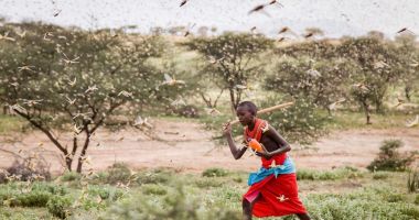 Stire din Actualitate : DEZASTRU ÎN CORNUL AFRICII! Fermierii recurg la măsuri disperate împotriva lor!