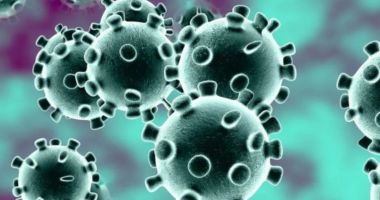 Stire din Actualitate : Coronavirusul, recreat în laborator de cercetătorii australieni