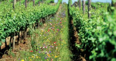 Stire din Social : Agricultura organică ne pune la coada UE. Doar Malta e sub noi!