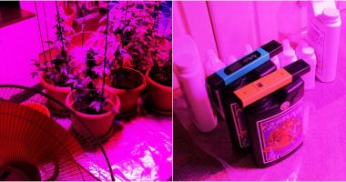Stire din Eveniment : VIDEO / PERCHEZIȚIE. Cultură de CANNABIS, la Murfatlar!