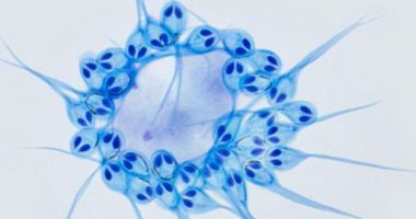 Stire din Eveniment : Oamenii de știință au descoperit PRIMUL ORGANISM CARE NU RESPIRĂ