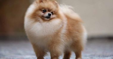 Stire din Actualitate : Experții OMS avertizează: Se transmite și la animale!