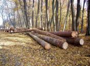Stire din Economie : În pădurile Constanței se fură ca-n codru