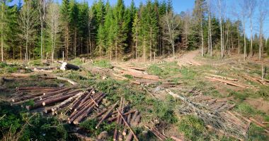 Stire din Actualitate : Măsuri noi pentru stoparea furtului de lemne. Mircea Fechet: Ne pregătim să supraveghem pădurile cu tehnologii avansate