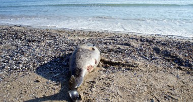 Stire din Social : Delfin  găsit mort pe plaja din Vadu
