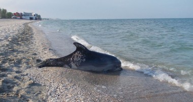 Stire din Social : MASACRUL din Marea Neagră