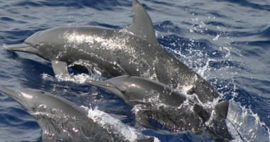 Stire din Social : Cursuri pentru fotografierea delfinilor din Marea Neagră