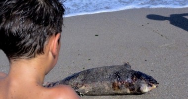 Delfin eșuat viu, mort pe plaja din Eforie Sud