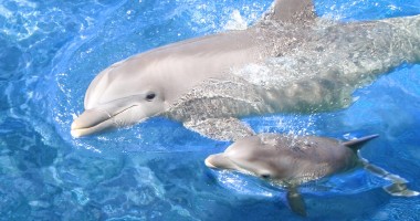 Cum puteți să adoptați un delfin