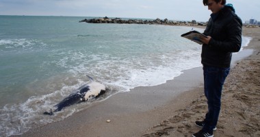Stire din Social : Delfin eșuat, găsit mort pe plaja din Constanța