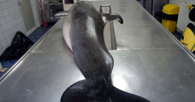 Stire din Social : Încă un delfin eșuat, la Mangalia