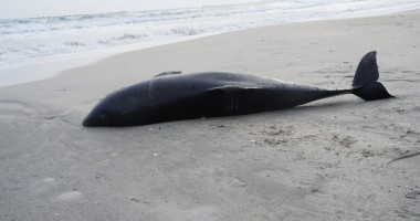 Stire din Social : Delfin eșuat în Mamaia