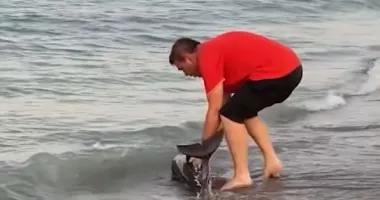 Tot mai mulți delfini ajung pe țărm! Un pui, salvat în ultima clipă