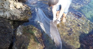 Încă un delfin eșuat, la Mangalia - 2