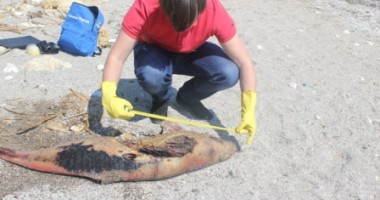 Stire din Social : Delfin mort, cu înotătoarea codală tăiată, găsit pe plaja din Constanța