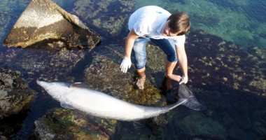 Încă un delfin eșuat, la Mangalia - 3