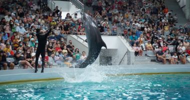 Stire din Cultură-Educație : Iată tarifele de vară și programul pentru Delfinariul, Microrezervația, Planetariul și Acvariul Constanța