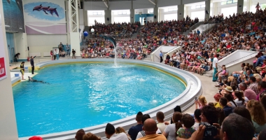 Delfinariul vrea să facă afaceri cu delfinul alb Beluga. "Dacă am putea vinde un pui pe an, cu un milion de euro, ar fi genial" - 2