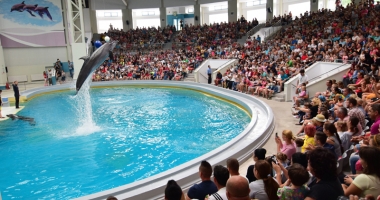 Stire din Social : Delfinariul vrea să facă afaceri cu delfinul alb Beluga. "Dacă am putea vinde un pui pe an, cu un milion de euro, ar fi genial"